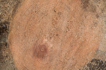 Tree trunk cut