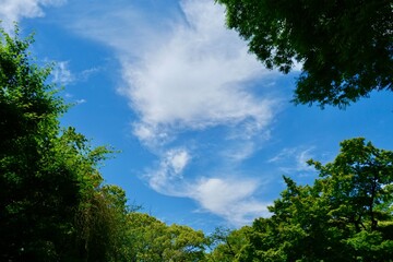 Obraz premium 森から見た青空と雲