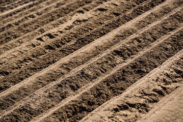 AGRICULTURE - Field with ridges of planted potatoes