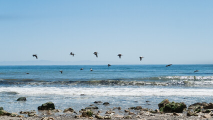 Arroyo Burro Beach, Santa Barbara, features rocks in the sand and water birds