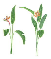 Watercolor tropical flower set. Realistic exotic plants bushes. Orange flowers of strelitzia. Botanical hand drawn illustration on transparent.