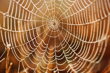 Obraz premium Close-up of a spider web covered in morning dew, highlighting the intricate patterns and delicate texture of the silk. 