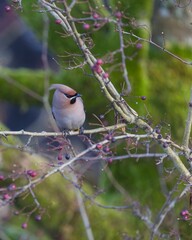 Winter visitor Waxwing perched on a branch of a tree in Derbyshire.