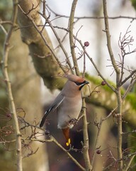 Winter visitor Waxwing perched on a branch of a tree in Derbyshire.