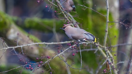 Winter visitor Waxwing perched on a branch of a tree in Derbyshire.