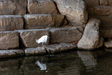 Stone steps, river and birds