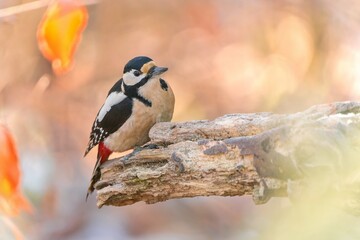 A female great spotted woodpeckert climbs on a tree stump.  Dendrocopos major