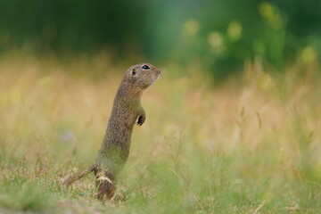 A young ground squirrel pose in the grass. Spermophilus citellus