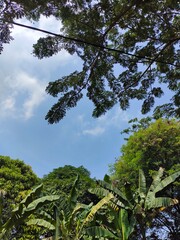 Lush Tropical Trees Against a Bright, Blue Sky (4)