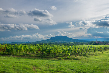 Vineyards with the Saint George Hill in Balaton Uplands, Hungary