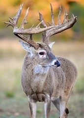 Whitetail deer scared of fighting, standing on a meadow