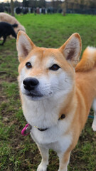 Pretty and elegant Shiba Inu Dog with a cute and expressive face posing for the camera on a photoshoot in a green park