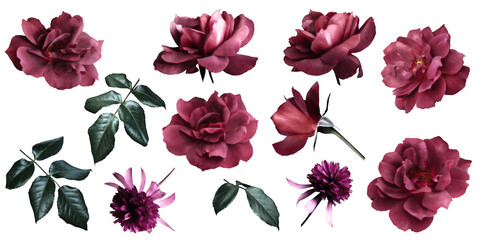 Red roses clipart. Floral elements isolated on a transparent background. Png file. Can be used for...