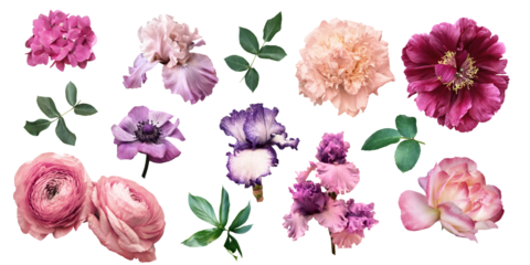 Flower clipart.  Rose, peony, anemone, ranunculus and iris isolated on a transparent background. Pink and purple floral elements png file. 