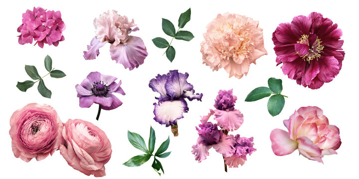 Flower clipart.  Rose, peony, anemone, ranunculus and iris isolated on a transparent background. Pink and purple floral elements png file. 