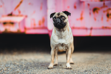 Mops 