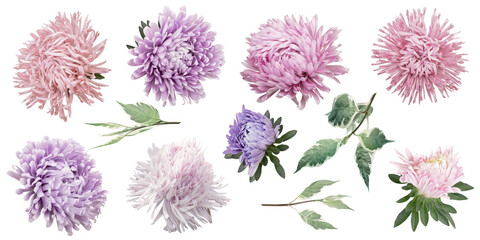 Aster clipart. Pink and purple floral elements isolated on a transparent background. Png file. Can...