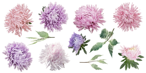 Aster clipart. Pink and purple floral elements isolated on a transparent background. Png file. Can be used for invitations, greeting, wedding card, web design, banner and more.