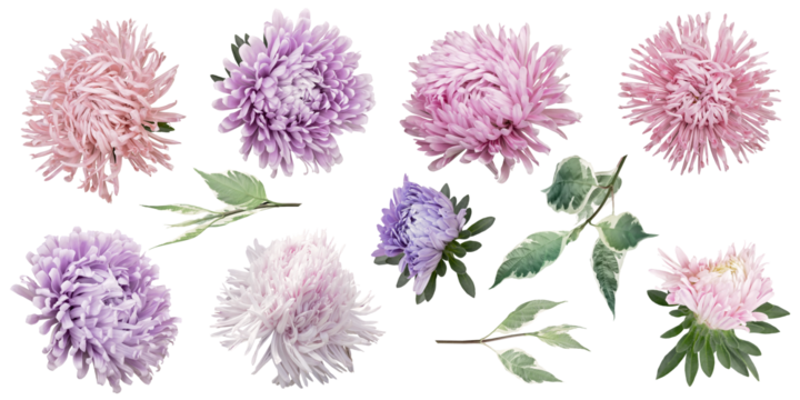Aster clipart. Pink and purple floral elements isolated on a transparent background. Png file. Can be used for invitations, greeting, wedding card, web design, banner and more.