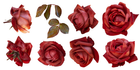 Red roses clipart. Floral elements isolated on a transparent background. Png file. Can be used for...
