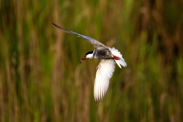 Common tern spreading its wings and eating a crayfish and flying
