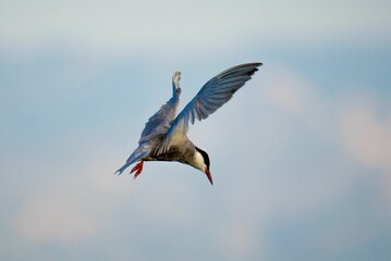 Obraz premium Common tern flying through the sky, wings extended, in a stunning display of grace and agility