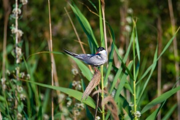 Common tern perched delicately on a thin, leafy branch, its feathers ruffled in the gentle breeze