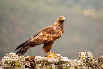Majestic bald eagle perched atop a rocky outcrop, its wings spread
