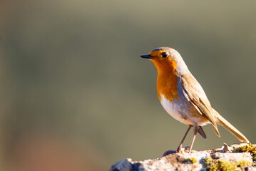 Eurosian robin perched atop a rocky outcrop in a natural outdoor environment