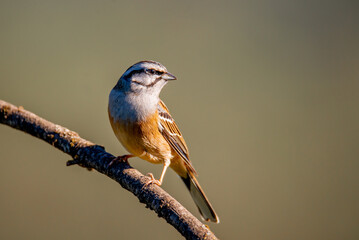 Obraz premium Rock bunting perched atop a slender twig, its wings poised to take flight in its natural habitat