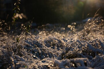Closeup of ice crystals on a dried plant at sunset.