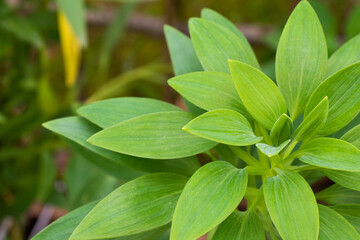 Closeup of a green plant in a garden