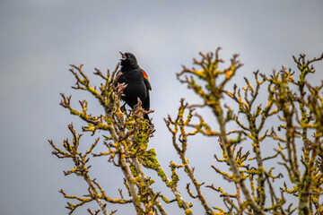 Male red-winged blackbird perched atop a tree branch. Cowichan Bay, Canada