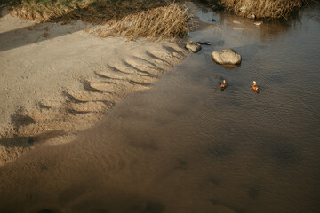 two ducks float in the water near an sandy shore line