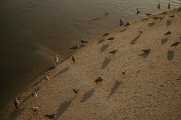 a large group of birds on the shore of a body of water
