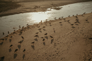 several birds are standing around on the shore line of a beach
