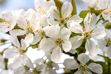 Cherry flowers in spring