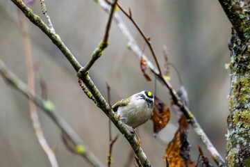 Golden-crowned Kinglet perched on a tree branch in Cowichan Bay.