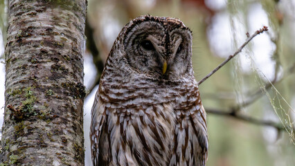 Majestic great horned owl perched atop a rugged tree branch.