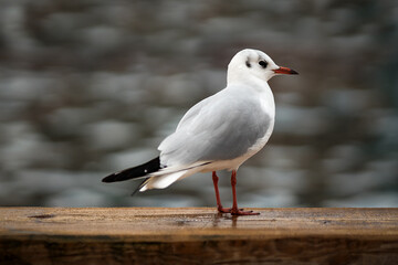 Obraz premium White common gull (Chroicocephalus ridibundus) perched a wooden table