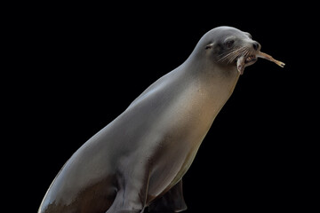 Fototapeta premium Black and white seal resting against a black background