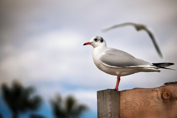 Common gull (Chroicocephalus ridibundus) perched atop a wooden fence post