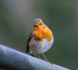 Closeup shot of a European robin perched on a metal pipe
