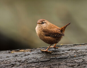 Closeup shot of a Eurasian wren on a log