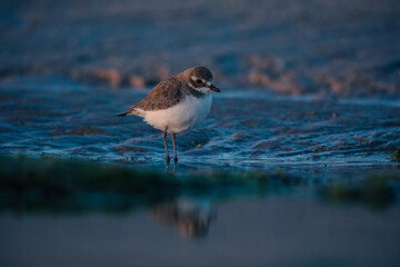 Closeup shot of a kentish plover bird perched on a seashore