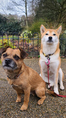 A pack of cute and happy dog friends of various breed, age and size are hanging out together in a green park on a sunny day enjoying their group dog walk - dog walking, pet sitting, dog day care
