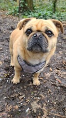 Obraz premium Adorable Pug mix with expressive eyes posing for a photoshoot with a beautiful green background on a sunny day