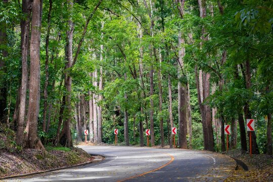 Scenic road of Bilar man-made forest, Bohol Island, Philippines