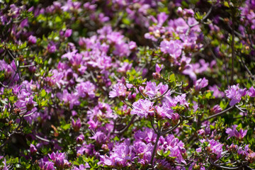 ミヤマキリシマ