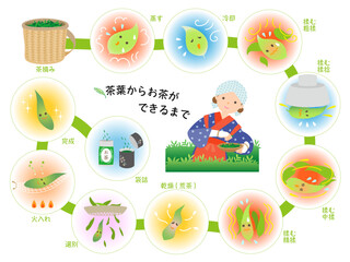 茶葉からお茶ができるまで